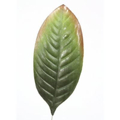 Feuille de magnolia simple