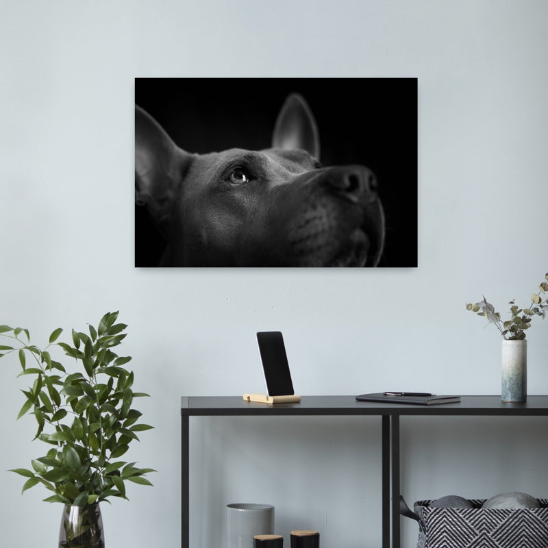 Regard attentif d'un chien - Affiche contemporaine pour mur, 16" H x 24" W