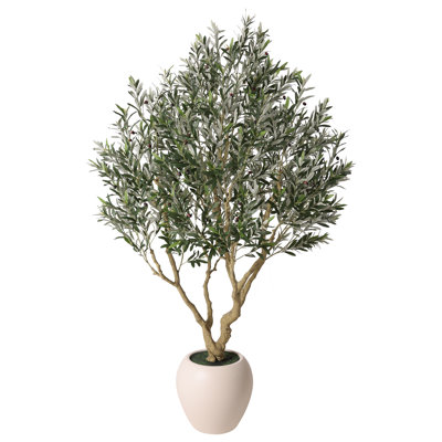 Ashwell 96" Olive Tree in Pot