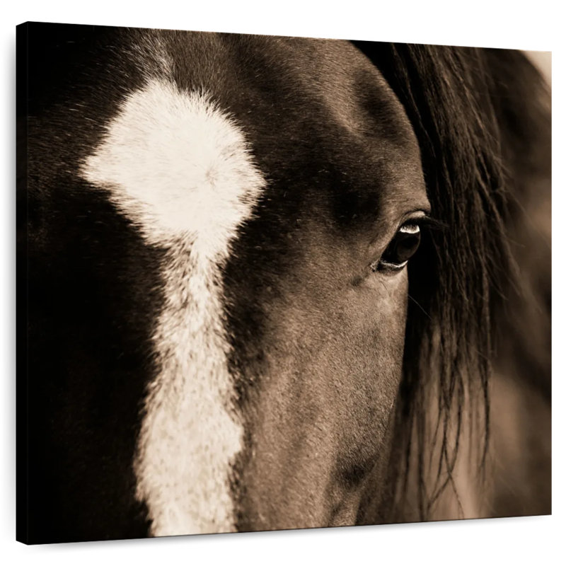 Brampt Dark Eyes, 39'' H x 39'' W