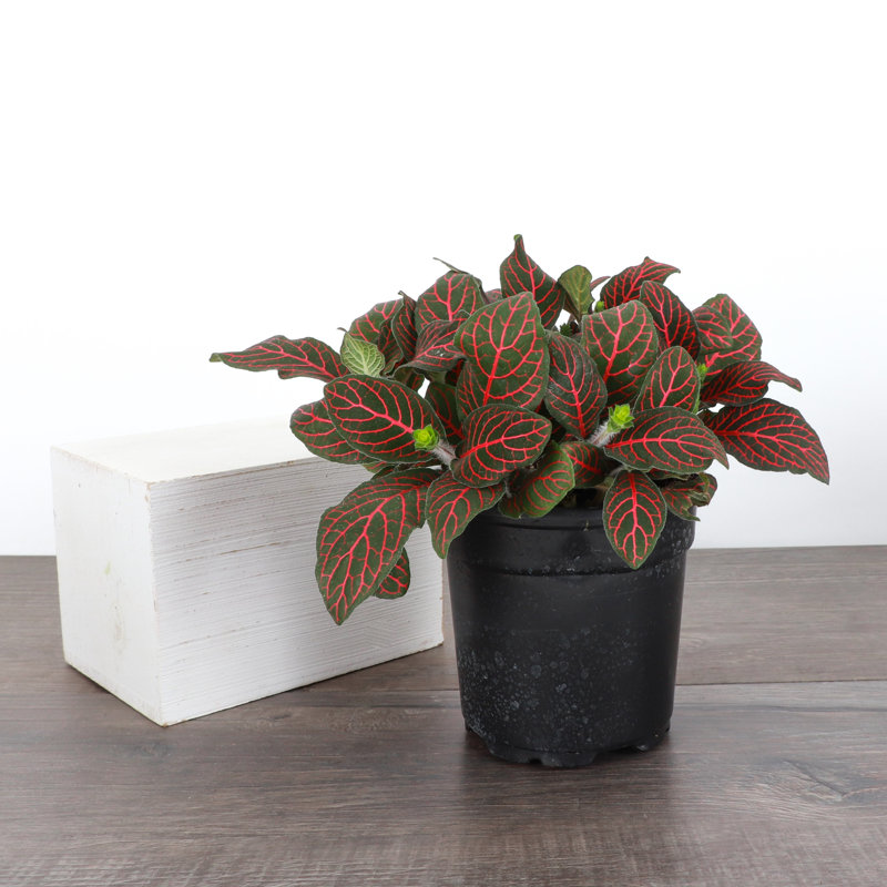 Live Red Fittonia Nerve Plant
