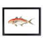 Red Mackerel Fish by George Shaw - Framed Print-55616474-55616476