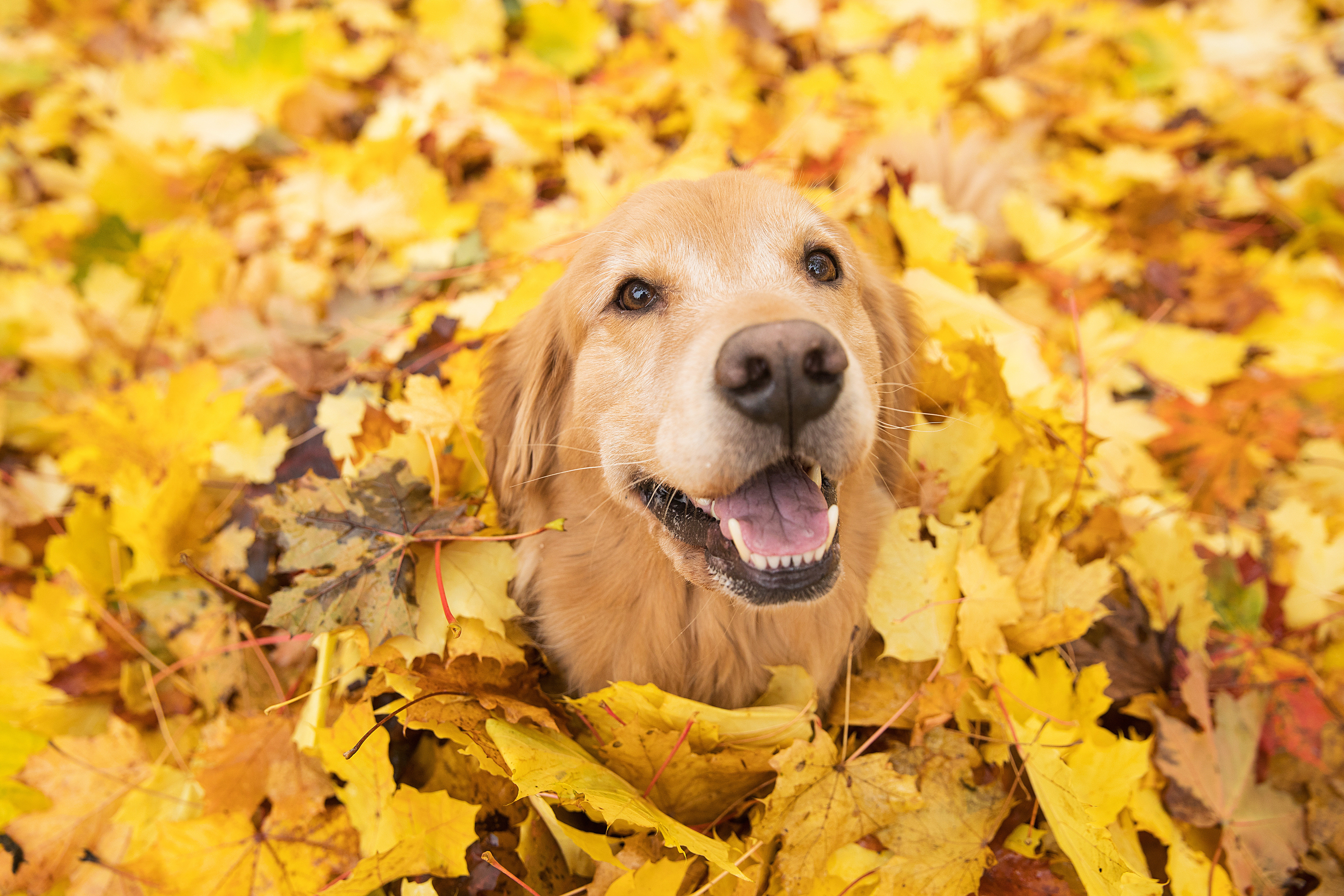 https://assets.wfcdn.com/im/98210894/compr-r85/2138/213824107/golden-retriever-dog-in-fall-colored-leaves-on-canvas-by-mathewhayward-print.jpg