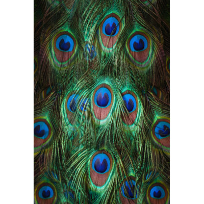 Colorful Peacock Feathers 1 Piece Wrapped Canvas Wall Art