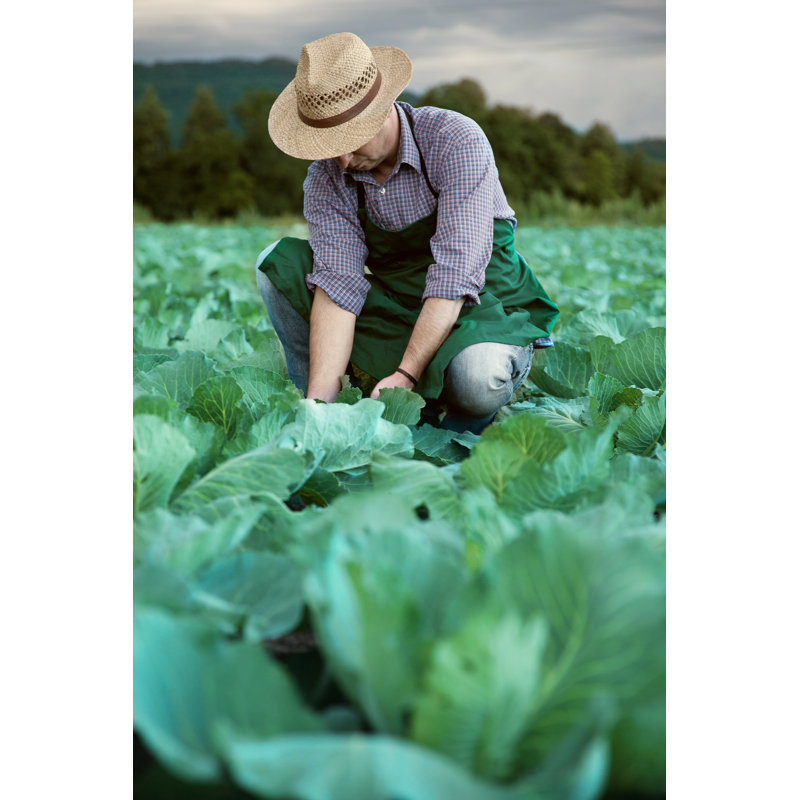 Farmer At His Cabbage Field by Tomasworks - No Frame Art Prints on Canvas, 91cm H x 61cm W