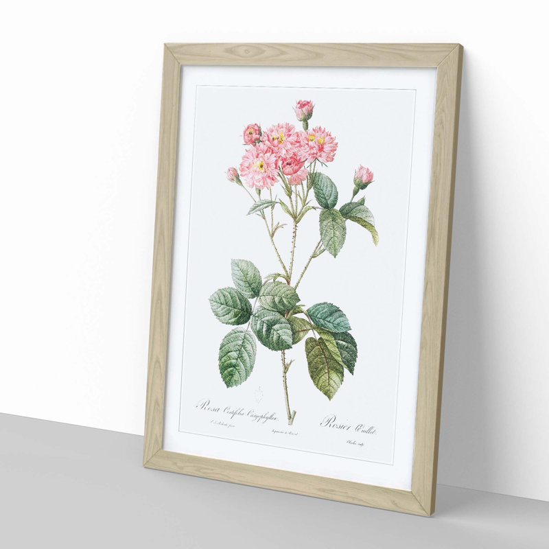 Cabbage Rose in Pink by Pierre-Joseph Redoute - Picture Frame Art Print, 65cm H x 48cm W x 2cm D, Oak Framed