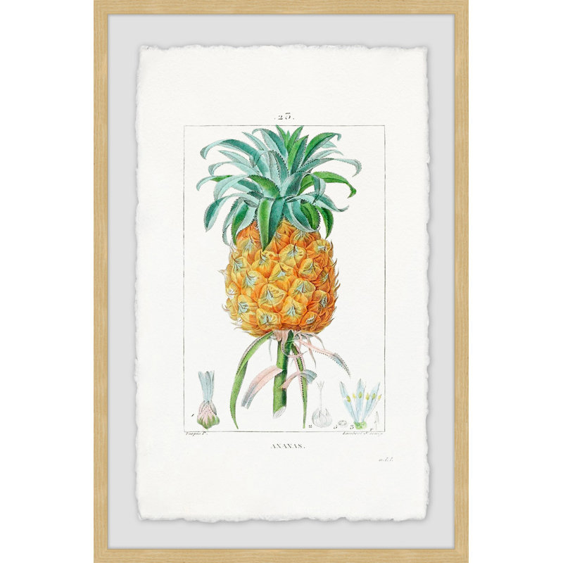 Botanical Pineapple - Reproduction d'art graphique encadré, H 12 po x l 8 po