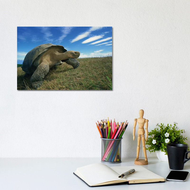 Galapagos Giant Tortoise Old Male In Dry Season On Caldera Rim, Alcedo Volcano, Isabella Island, Galapagos Islands, Ecuador by Tui De Roy - Wrapped Canvas Print