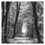 «Speuldimensions Spring BandW», reproduction d'impression sur toile tendue-1365542535