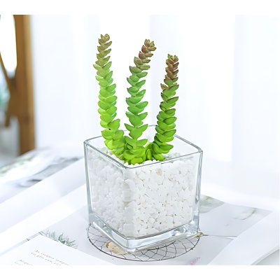 Plante 5,9 po