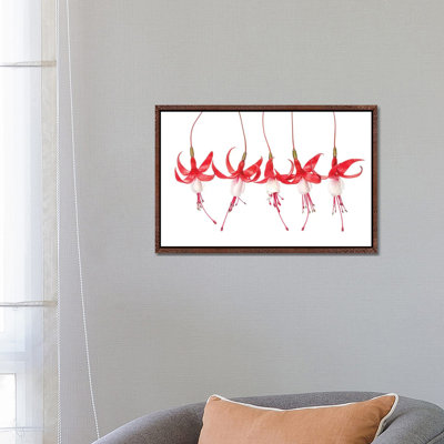 Fuchsia by Mandy Disher - Floater Frame Print on Canvas