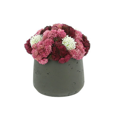 Succulent Arrangement in Vase