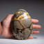 Polished Septarian Freeform from Madagascar (2.3 Lbs)-247806368
