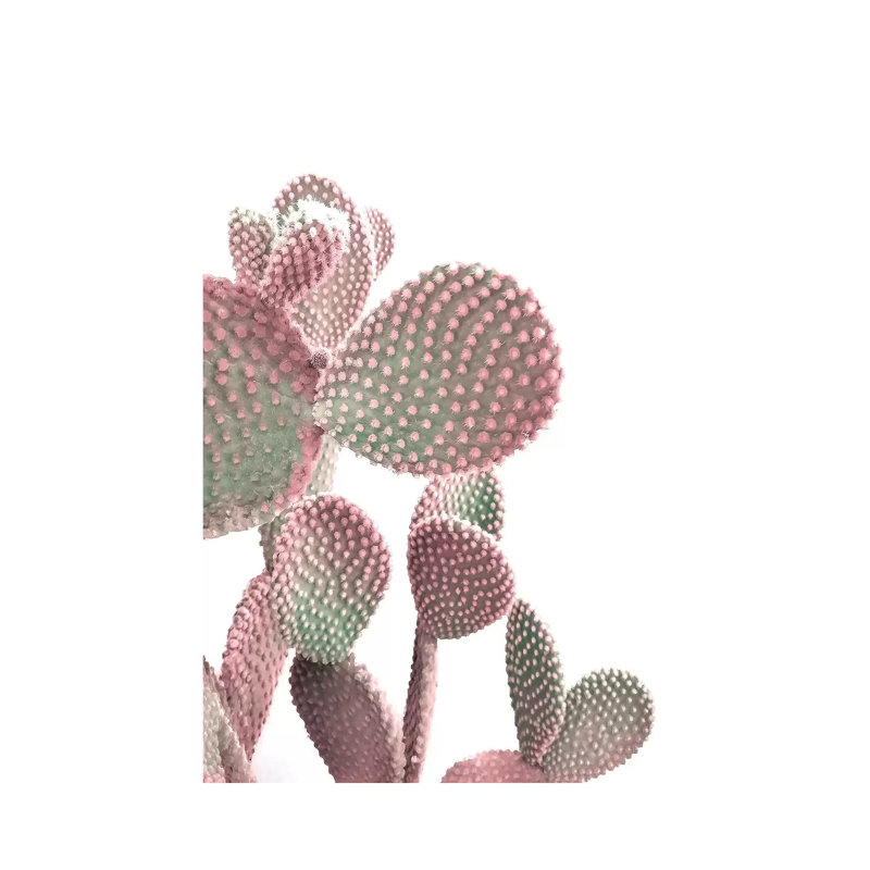 Cactus On White by Emanuela Carratoni - Wrapped Canvas Gallery-Wrapped Canvas Giclée, 20.32 cm H x 30.48 cm W
