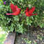 Grands piquets de jardin Exhart, 11 pouces d'envergure Exhart