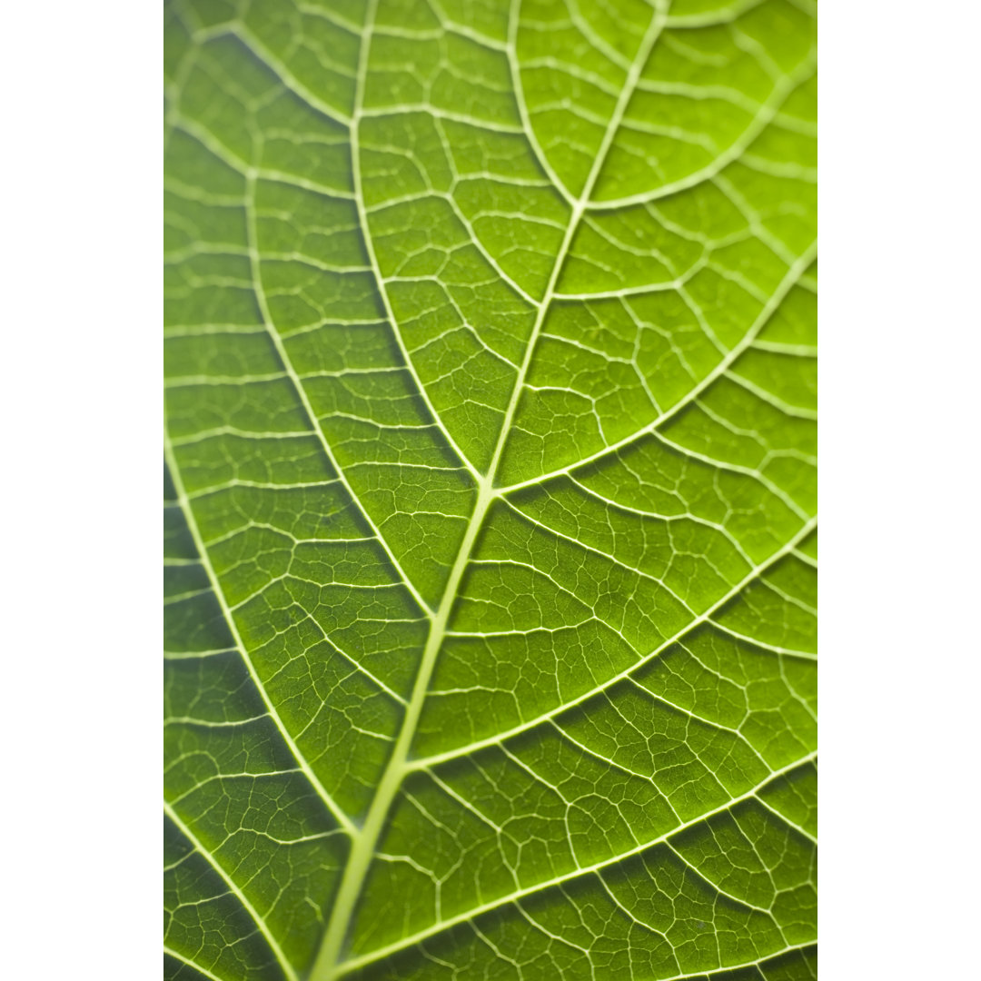 Leaf - Druck auf Leinwand ohne Rahmen