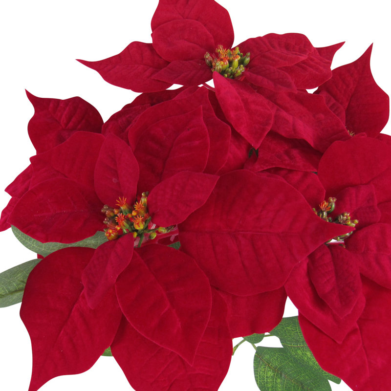 Tige de poinsettia classique