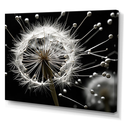 " White Black Dandelion Whispers II "