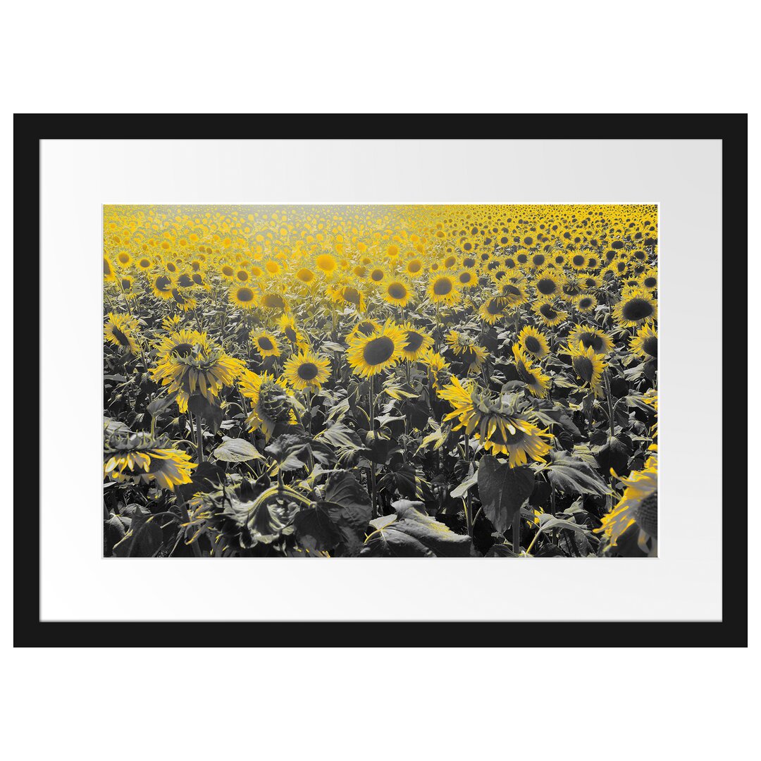 Gerahmtes Poster Wunderschönes Sonnenblumenfeld