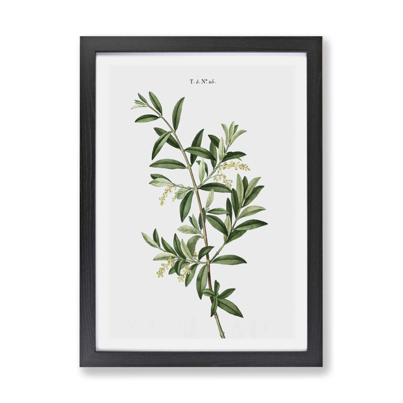 Olive Tree by Pierre-Joseph Redoute - Framed Print, Black, 24cm H x 33cm W x 2cm D