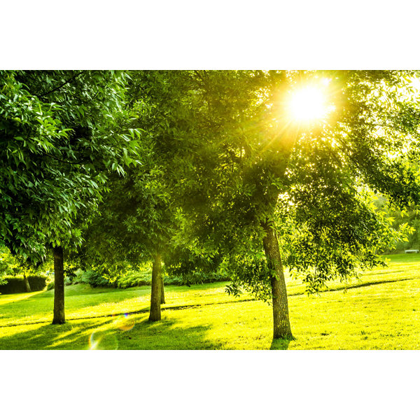 Designart - Parkland Trails Photography Canvas Art Print - Yellow - 40 in. Wide x 30 in. High