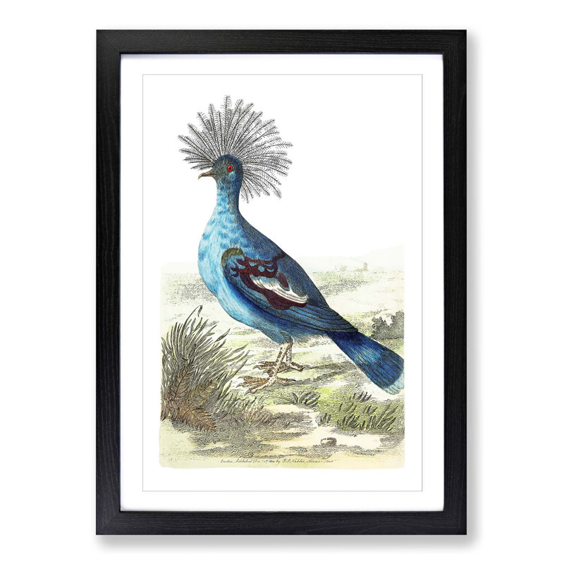 Crowned Pigeon by George Shaw - Picture Frame Painting Print, 36cm H x 27cm W x 2cm D, Black Framed
