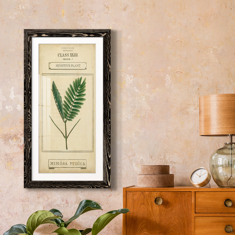 Linnaean Botany IV - Cadre photo, reproduction d'art sur papier, Toile avec cadre noir