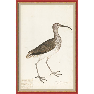 18th Century Bird Re-Strikes XIII Painting