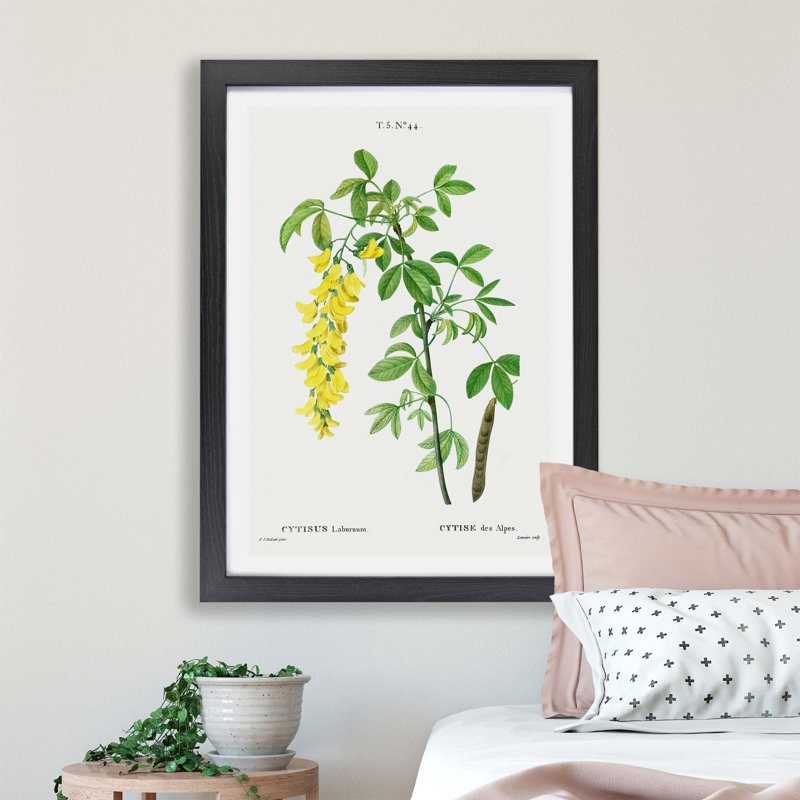 Laburnum Flowers In Yellow by Pierre-Joseph Redoute - Single Picture Frame Painting, 45cm H x 63cm W x 2cm D, Black