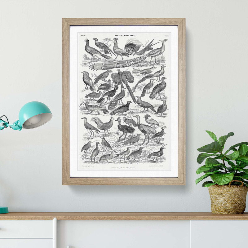 Ornithology Study of Birds LXX by Oliver Goldsmith - Picture Frame Drawing Print, Oak Framed, 87cm H x 62cm W x 2cm D