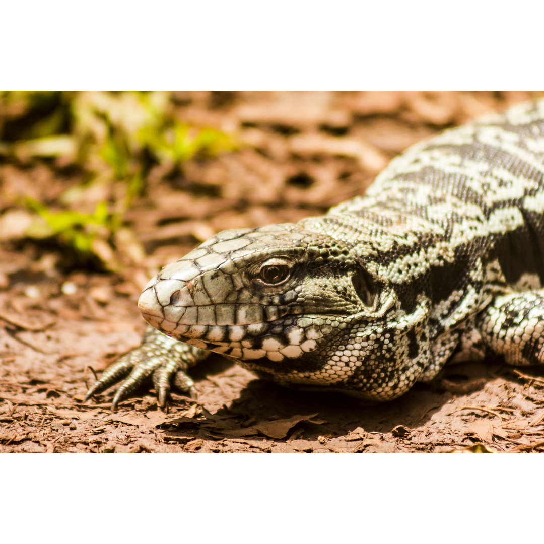 Schwarze und weiße Tegu-Eidechse von MaFelipe - Drucken