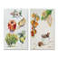 «Set of Apple Botanist II», ensemble de 2 impressions sur toile-950474917-950474916
