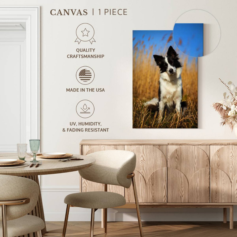 Border collie curieux, H 24 po x l 16 po