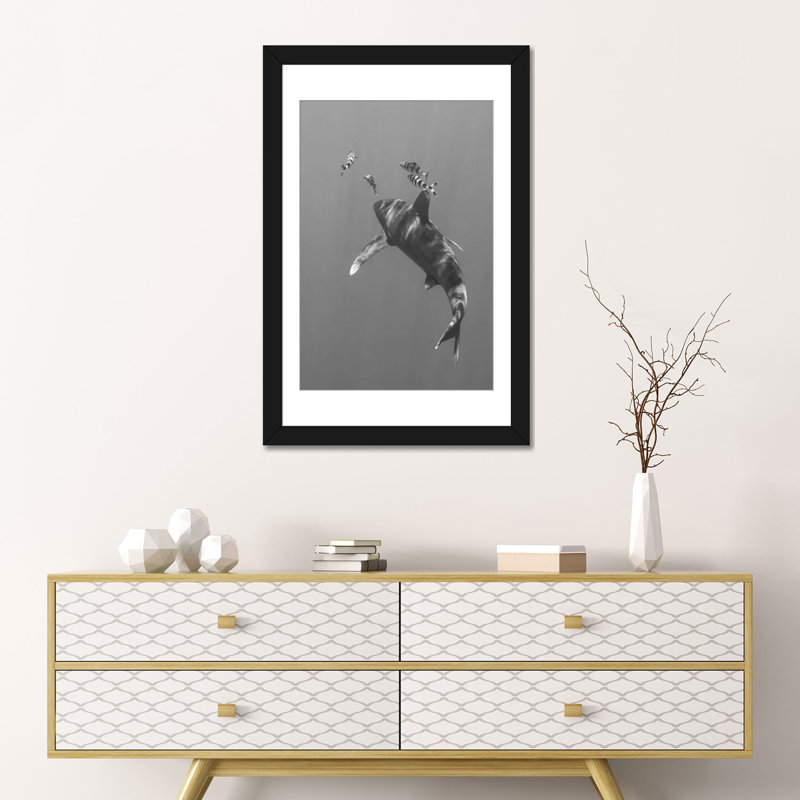 «Oceanic Whitetip Shark, Cat Island, Bahamas I», impression sur toile, H 24 po x l 16 po x P 1 po, Papier d'art encadré noir