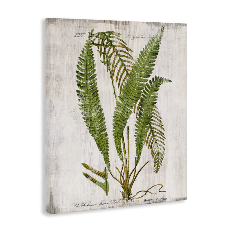 «Thin Fern Leaves Study», art mural sur toile par Susan Arnot bp-694_CN, H 48 po x l 36 po
