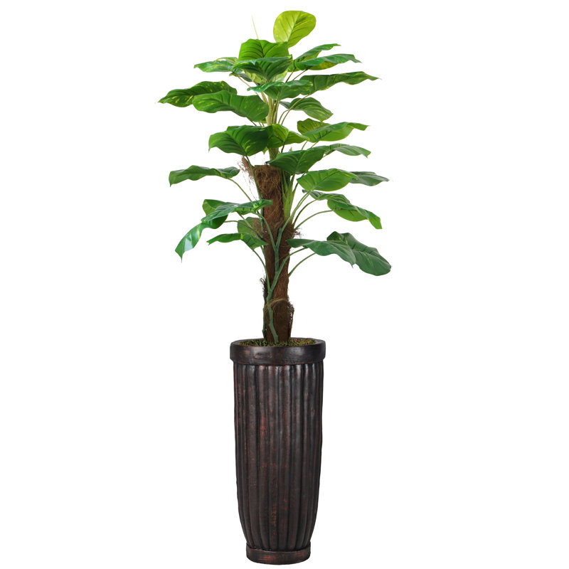 Panama, plante à feuillage en pot