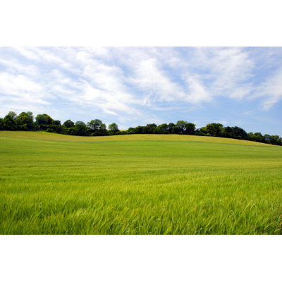 Corn Field 1 Piece Wall Art on Canvas