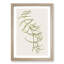 Aka-Kiore Parsonsia Rosea Flowers by Sarah Featon - Framed Print-57844568-57844567