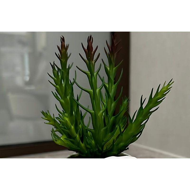 Bonsai 7,09 po