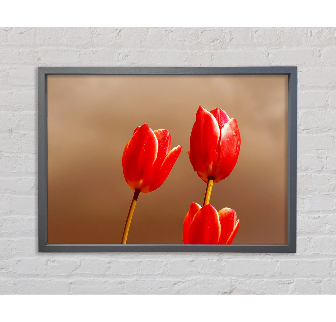 Rote Tulpe Trio - Druck