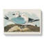Two Kittiwake Gulls by John James Audubon - Wrapped Canvas-55372150