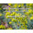 Latitude Run® Gallery Wrapped Canvas By Richard Cobden: "For every credibility gap there is a gullibi-399961090