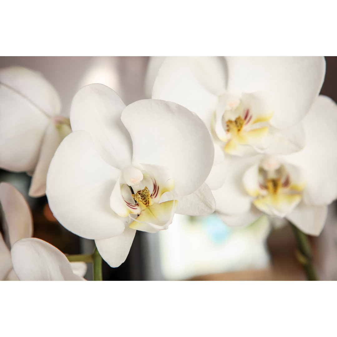 Weiße Orchidee mit Clipping-Pfad von Coral222 - Drucken