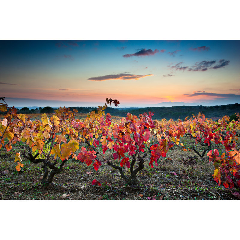 Evening Autumn Vineyards by Xavierarnau, 20" H x 30" W