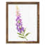 Annie's Foxglove II-117258033-117258037
