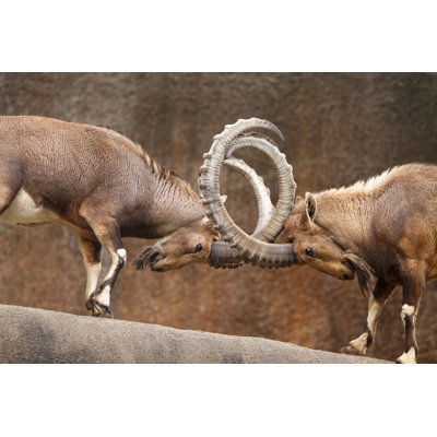 Wild Goats Fighting by Wingbeats551 - Wrapped Canvas Print
