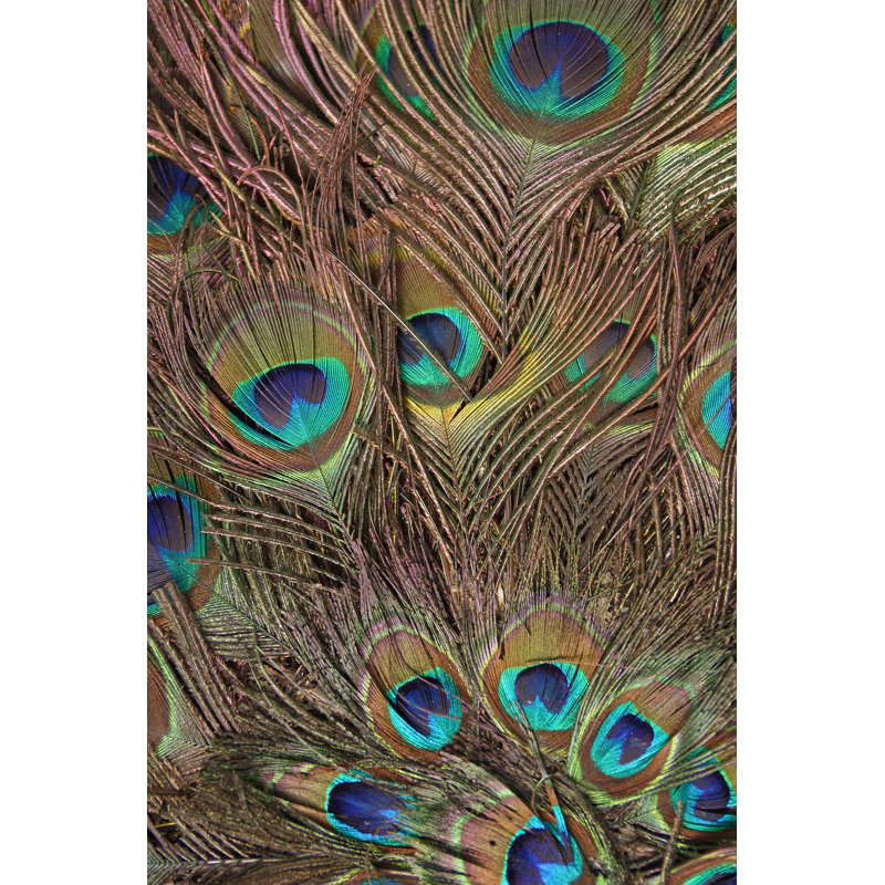 Peacock Feathers III - Wrapped Canvas Painting, 91cm H x 61cm W