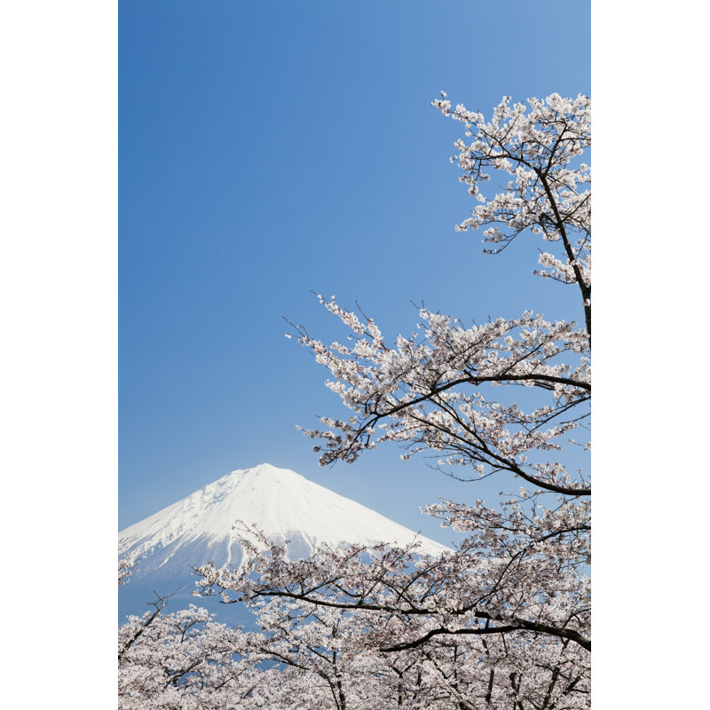 Cherry Blossoms by Ooyoo, 30" H x 20" W