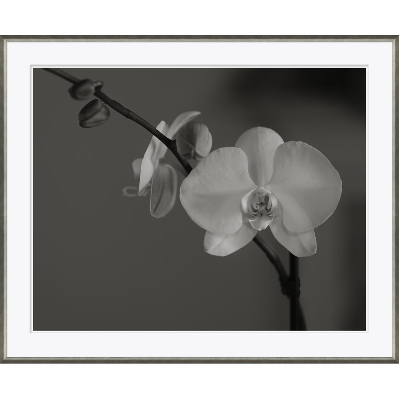 Orchidée en noir et blanc - Photographie encadrée sur papier