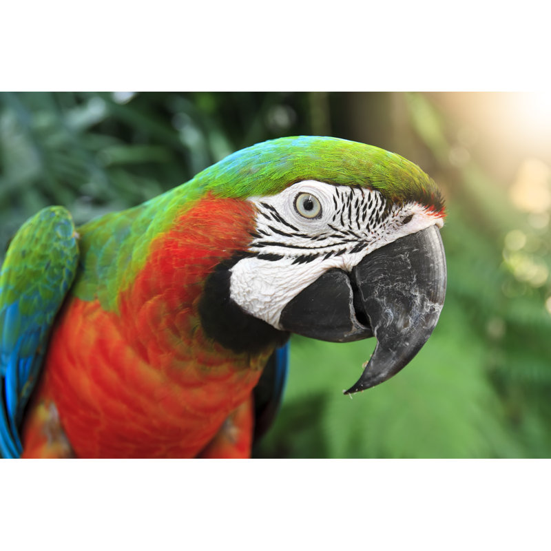 Head Of Parrot by Kornnphoto - Wrapped Canvas Print, 30cm H x 46cm W